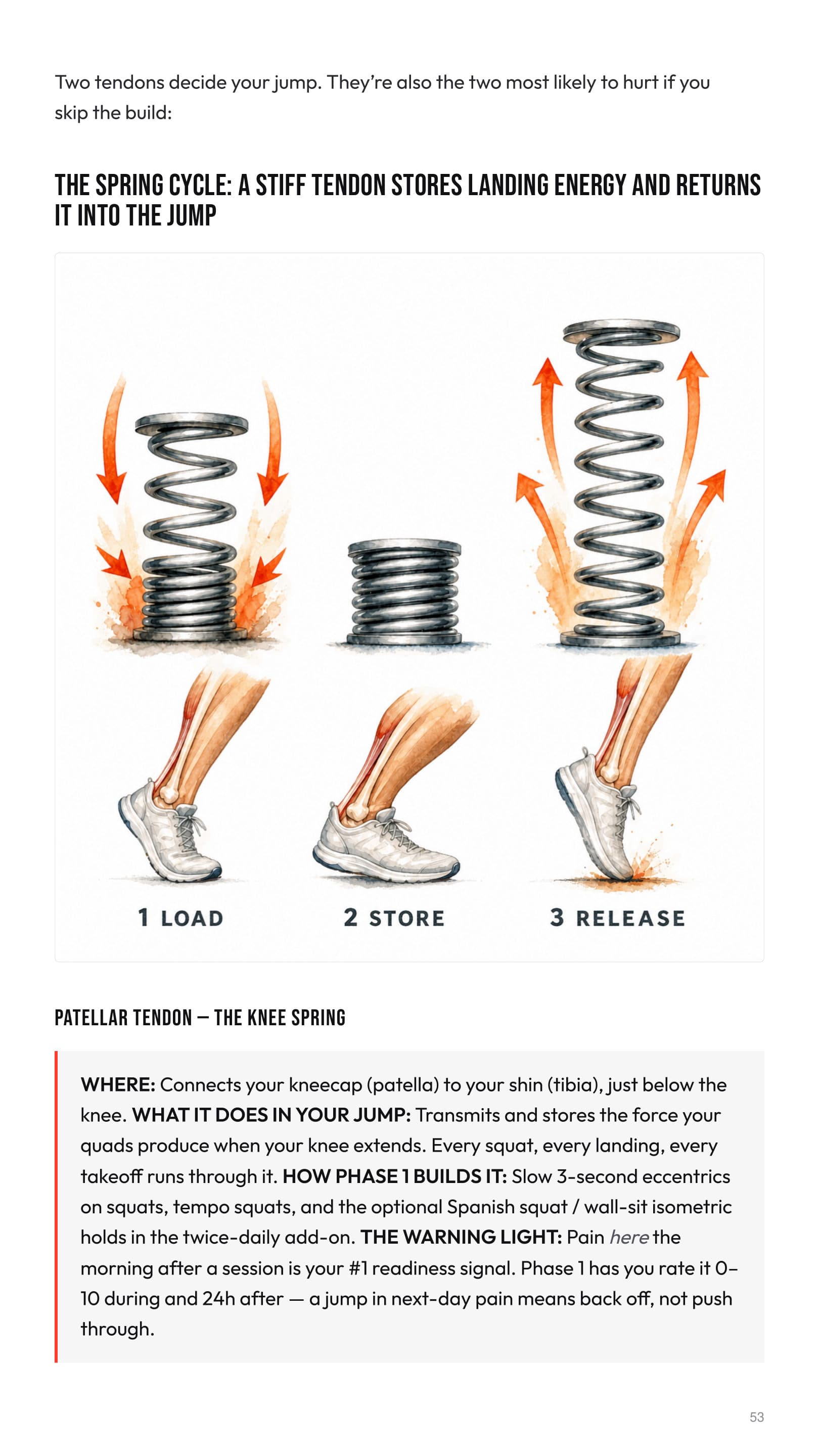 Anatomy chapter spread — the spring cycle: how a stiff tendon stores landing energy and returns it into the jump